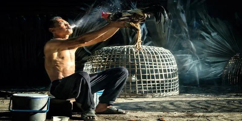 Cách Phân Hạng Gà Trước Khi Tranh Tài