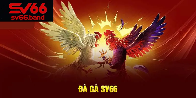 Đa dạng hình thức cược gà