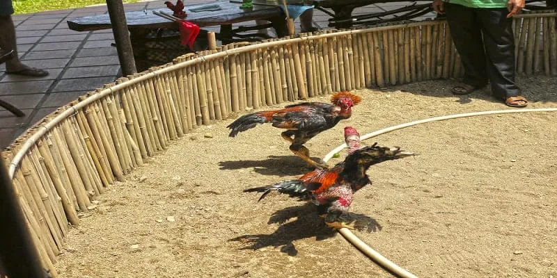 đá gà Thomo